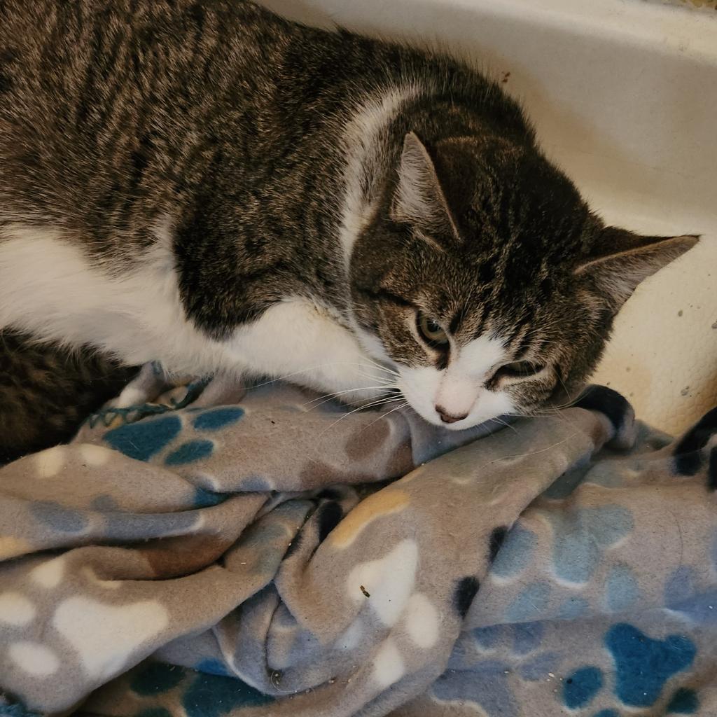 Fiona, an adoptable Domestic Short Hair in Spring Hill, KS, 66083 | Photo Image 1