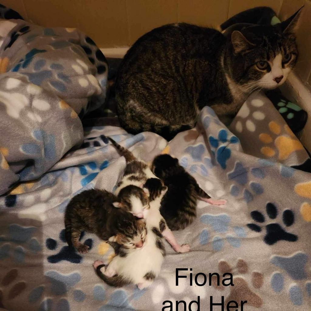 Fiona, an adoptable Domestic Short Hair in Spring Hill, KS, 66083 | Photo Image 2