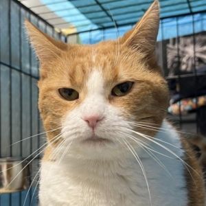 Meet Carrot a delightful 7-year-old female cat with a striking orange and white