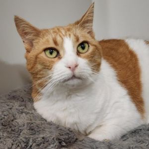 Meet Carrot a delightful 7-year-old female cat with a striking orange and white coat Carrot is as 