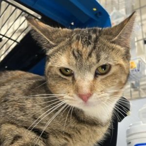 Meet Vivid Tangerine a striking 2-year-old female torbie with a personality as vibrant as her name