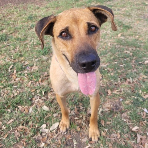 Winona, an adoptable Black Mouth Cur in Corpus Christi, TX, 78415 | Photo Image 1