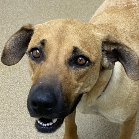 Winona, an adoptable Black Mouth Cur in Corpus Christi, TX, 78415 | Photo Image 2