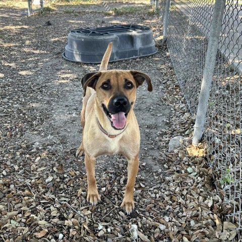 Winona, an adoptable Black Mouth Cur in Corpus Christi, TX, 78415 | Photo Image 3