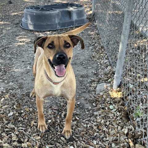 Winona, an adoptable Black Mouth Cur in Corpus Christi, TX, 78415 | Photo Image 4