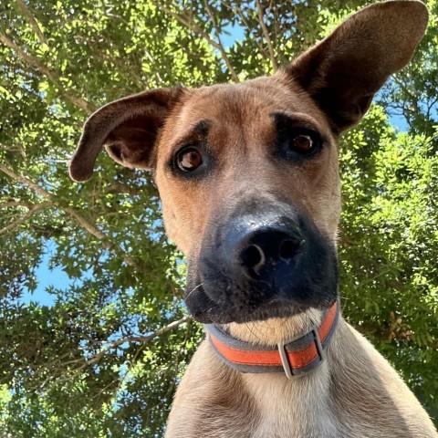 Winona, an adoptable Black Mouth Cur in Corpus Christi, TX, 78415 | Photo Image 5