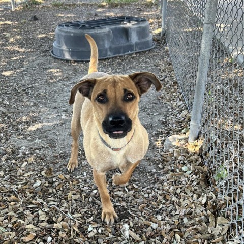 Winona, an adoptable Black Mouth Cur in Corpus Christi, TX, 78415 | Photo Image 6