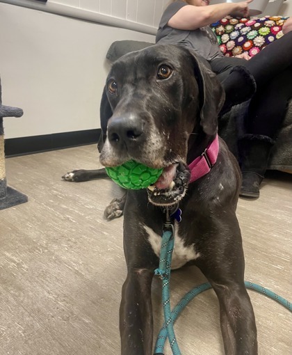 Venus, an adoptable Great Dane, Mixed Breed in West Allis, WI, 53214 | Photo Image 1