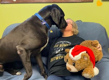 Venus, an adoptable Great Dane, Mixed Breed in West Allis, WI, 53214 | Photo Image 2