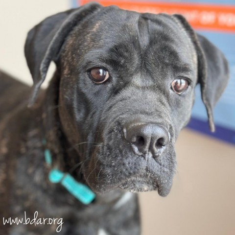 Jelly Bean, an adoptable Boxer in Cheyenne, WY, 82009 | Photo Image 2