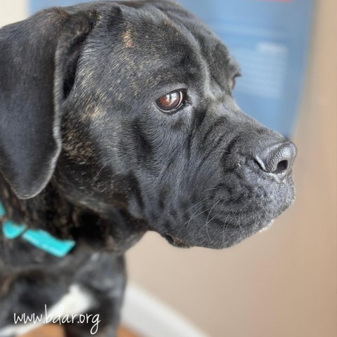Jelly Bean, an adoptable Boxer in Cheyenne, WY, 82009 | Photo Image 3