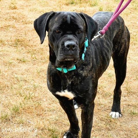 Jelly Bean, an adoptable Boxer in Cheyenne, WY, 82009 | Photo Image 4