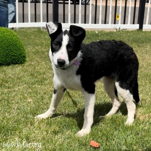 Katniss, an adoptable Border Collie, Mixed Breed in Cheyenne, WY, 82009 | Photo Image 2