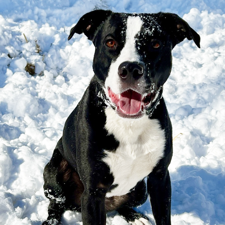 Pop, an adoptable American Staffordshire Terrier, Pit Bull Terrier in Minneapolis, MN, 55407 | Photo Image 1