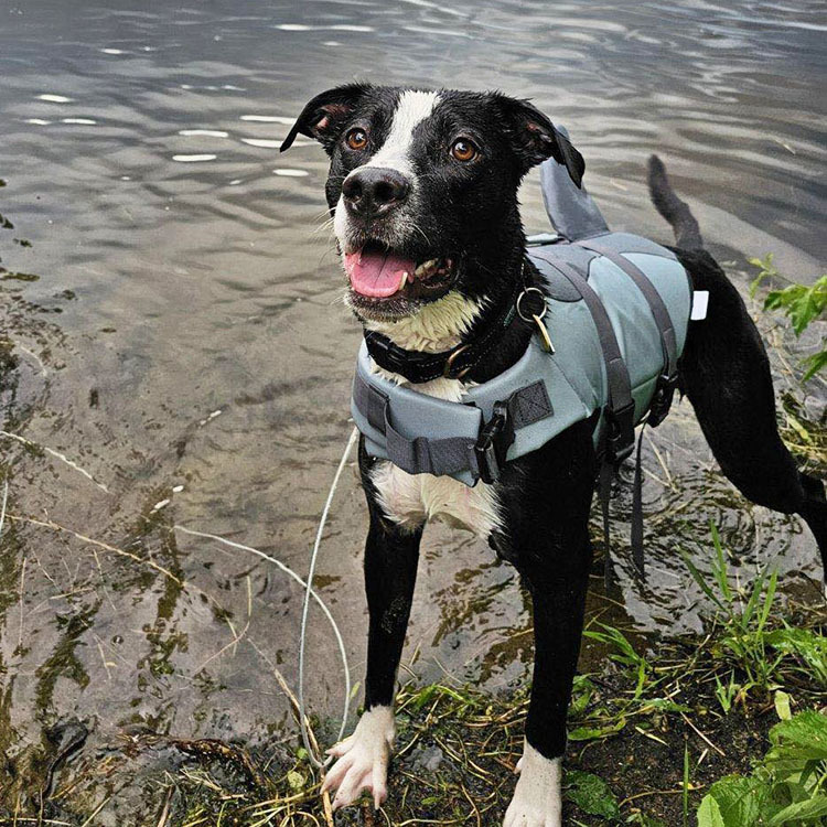 Pop, an adoptable American Staffordshire Terrier, Pit Bull Terrier in Minneapolis, MN, 55407 | Photo Image 1