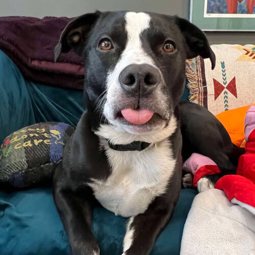 Pop, an adoptable American Staffordshire Terrier, Pit Bull Terrier in Minneapolis, MN, 55407 | Photo Image 2