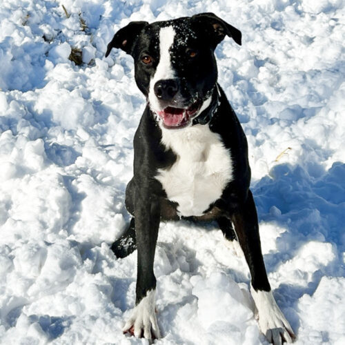 Pop, an adoptable American Staffordshire Terrier, Pit Bull Terrier in Minneapolis, MN, 55407 | Photo Image 3