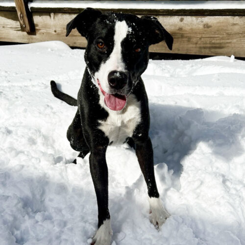 Pop, an adoptable American Staffordshire Terrier, Pit Bull Terrier in Minneapolis, MN, 55407 | Photo Image 4