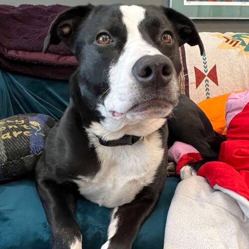 Pop, an adoptable American Staffordshire Terrier, Pit Bull Terrier in Minneapolis, MN, 55407 | Photo Image 5