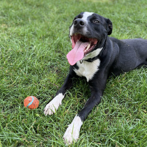 Pop, an adoptable American Staffordshire Terrier, Pit Bull Terrier in Minneapolis, MN, 55407 | Photo Image 6