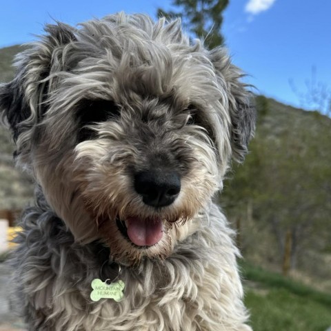 Maggie, an adoptable Mixed Breed in Hailey, ID, 83333 | Photo Image 3