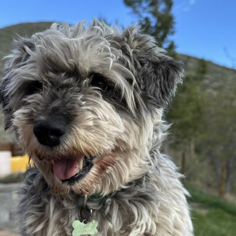 Maggie, an adoptable Mixed Breed in Hailey, ID, 83333 | Photo Image 4