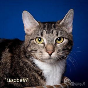 Elizabeth Domestic Short Hair Cat