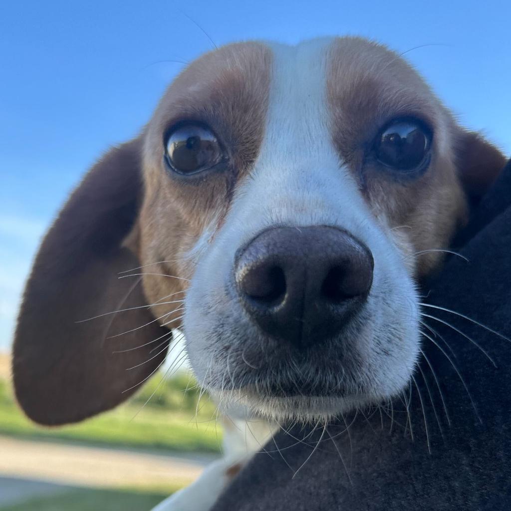 Rita, an adoptable Beagle in Newport, NC, 28570 | Photo Image 1