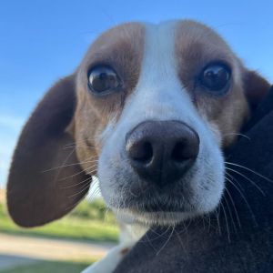 Rita, Senior Female Beagle