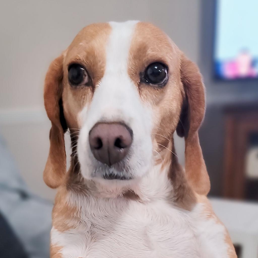 Rita, an adoptable Beagle in Newport, NC, 28570 | Photo Image 3