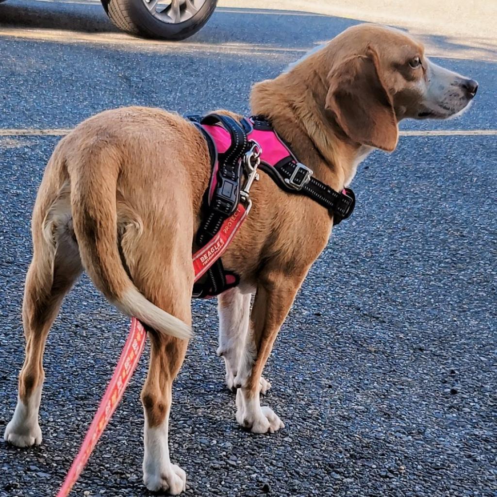 Rita, an adoptable Beagle in Newport, NC, 28570 | Photo Image 4