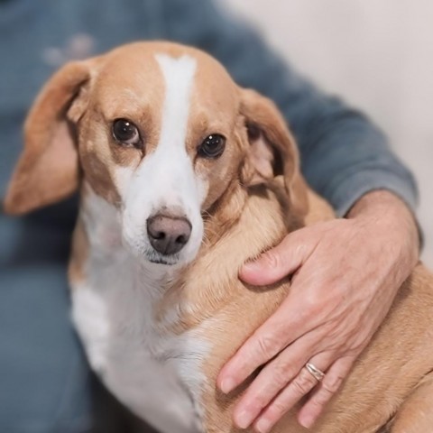 Rita, an adoptable Beagle in Nowata, OK, 74048 | Photo Image 5