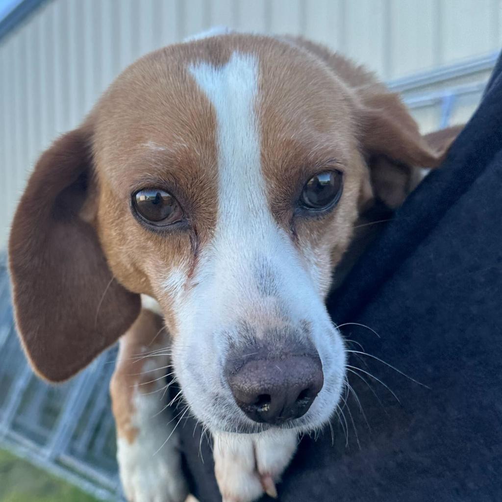 Rita, an adoptable Beagle in Newport, NC, 28570 | Photo Image 5