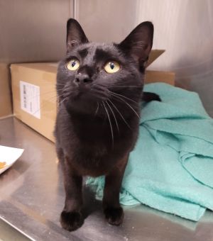 Hello Im Patina Im young but Ive got an old soul My days are filled with sweet purrs and gent