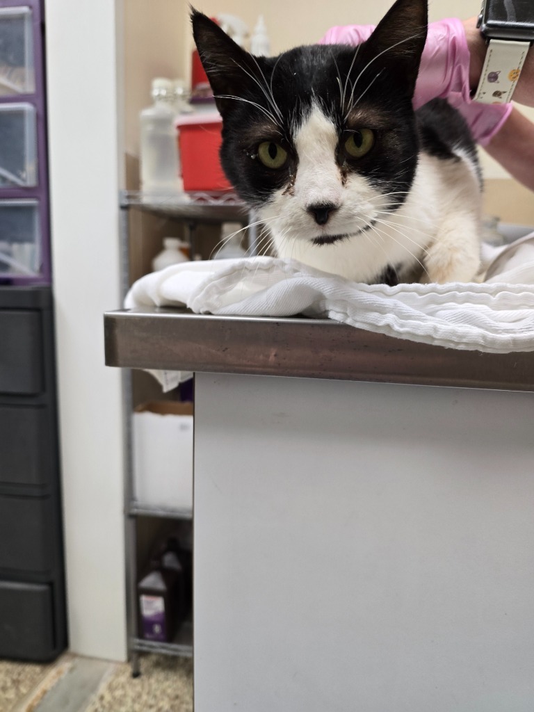 Nick, an adoptable Domestic Short Hair in Pratt, KS, 67124 | Photo Image 1