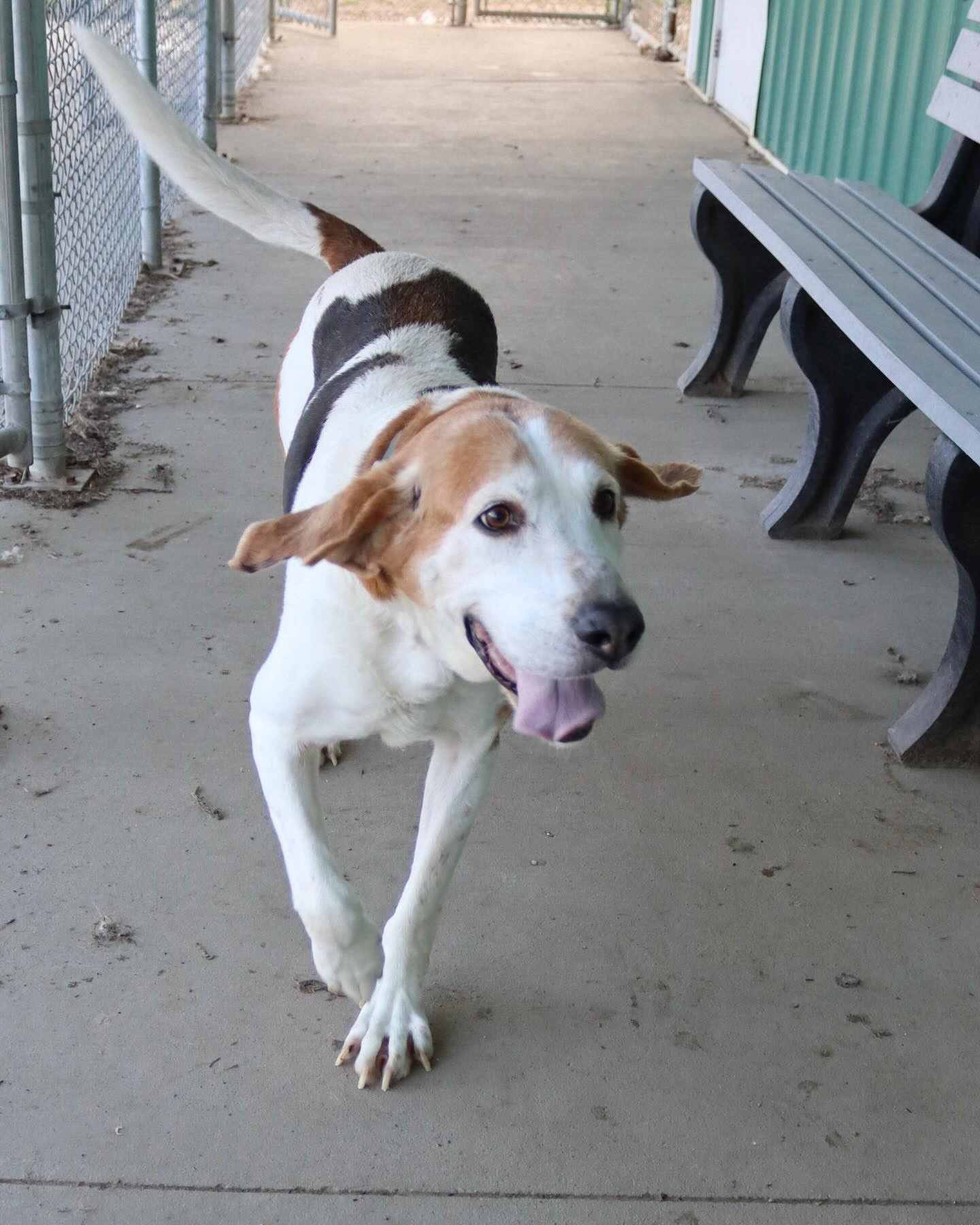 Frank, an adoptable Treeing Walker Coonhound in Austin, MN, 55912 | Photo Image 1