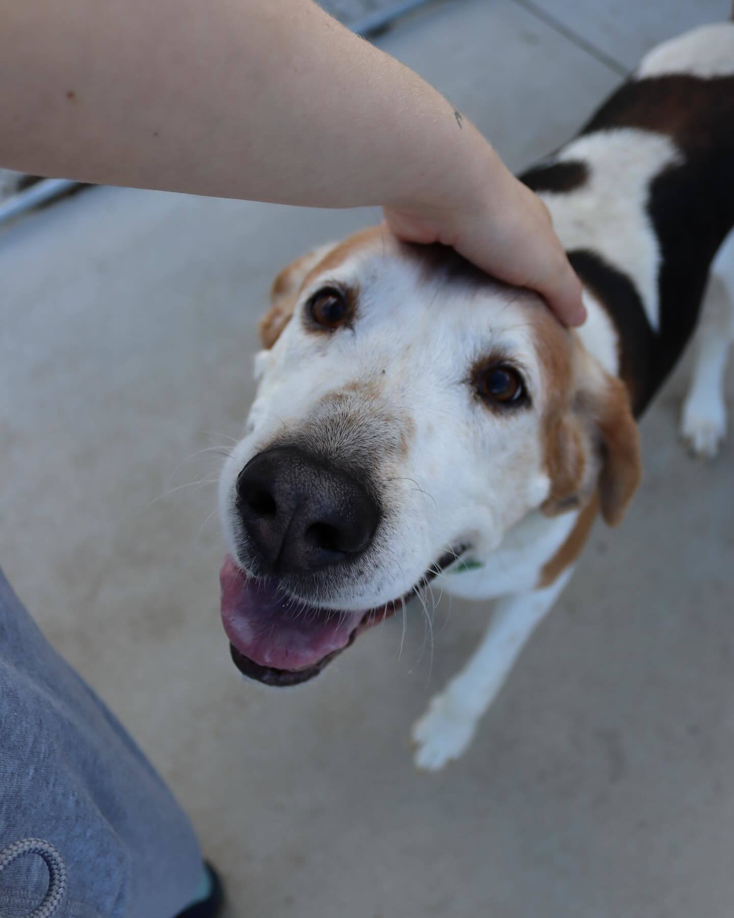 Frank, an adoptable Treeing Walker Coonhound in Austin, MN, 55912 | Photo Image 2