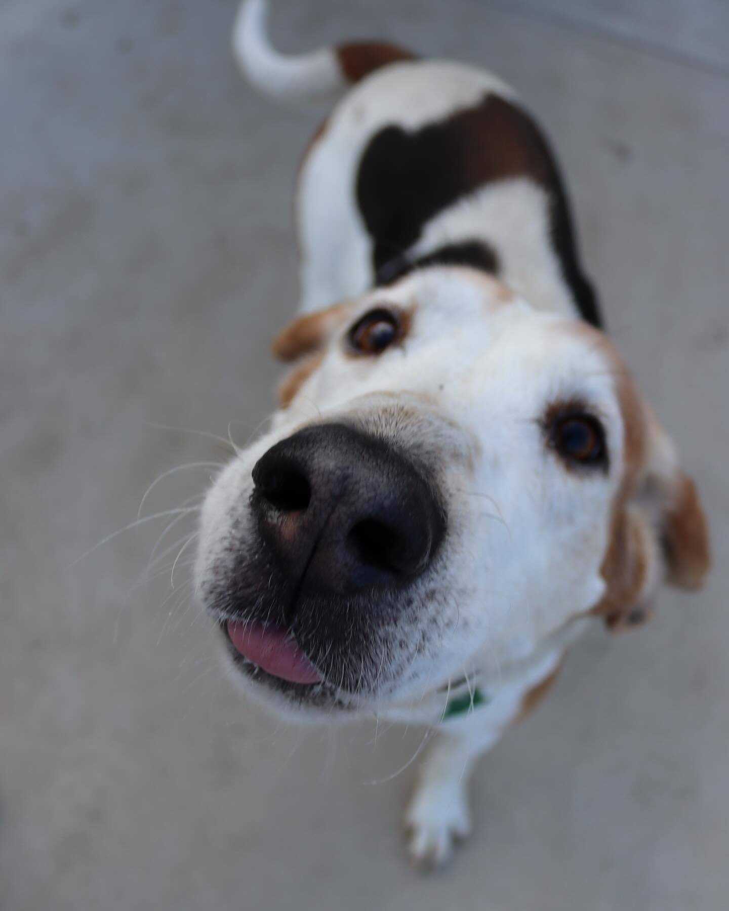 Frank, an adoptable Treeing Walker Coonhound in Austin, MN, 55912 | Photo Image 3