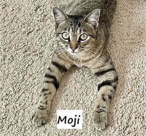 Moji #happy-faces-on-wrist Tabby Cat