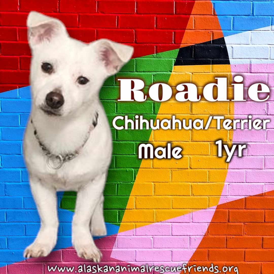 Roadie, an adoptable Jack Russell Terrier, Chihuahua in Anchorage, AK, 99503 | Photo Image 1