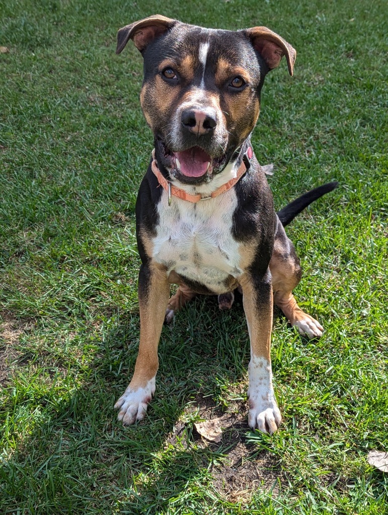 Major, an adoptable Boxer in Muskegon, MI, 49443 | Photo Image 1