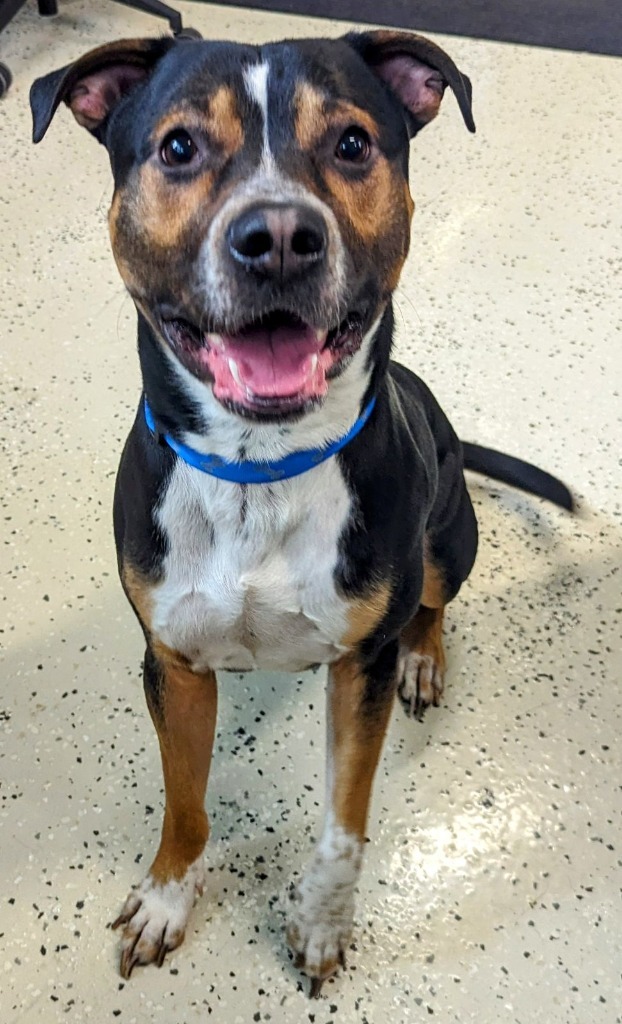 Major, an adoptable Boxer in Muskegon, MI, 49443 | Photo Image 2