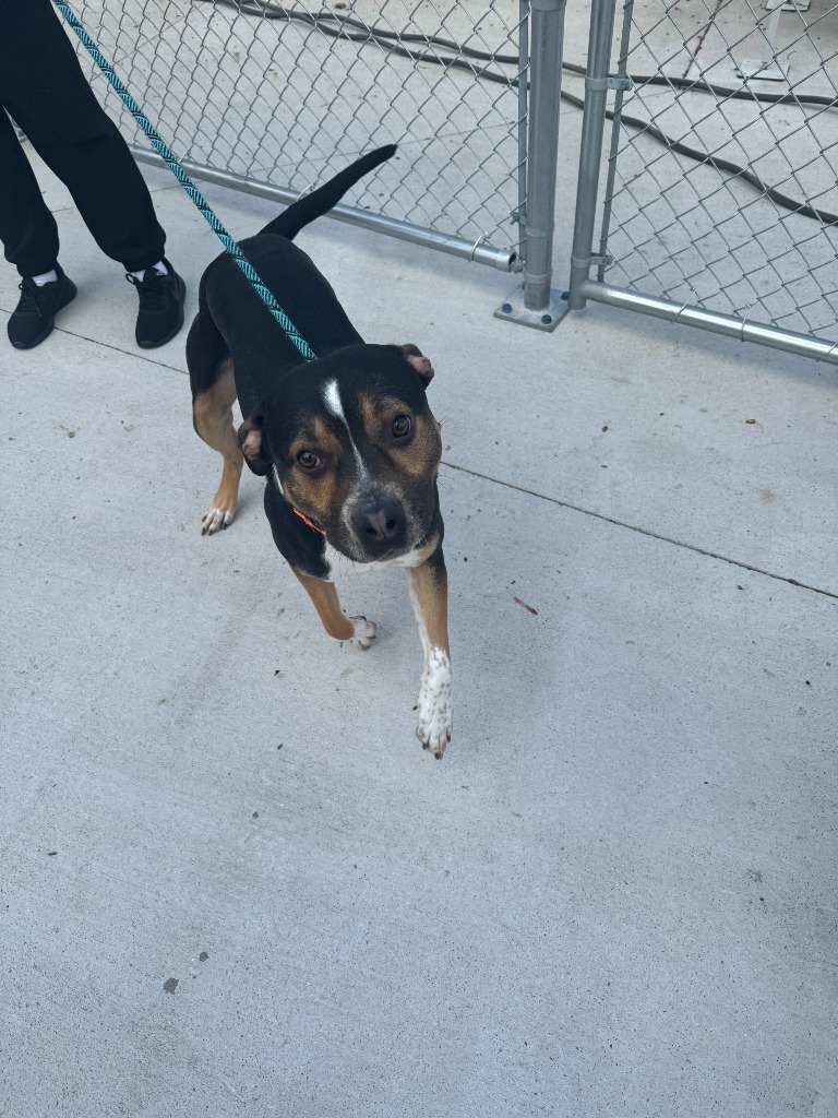 Major, an adoptable Boxer in Muskegon, MI, 49443 | Photo Image 3