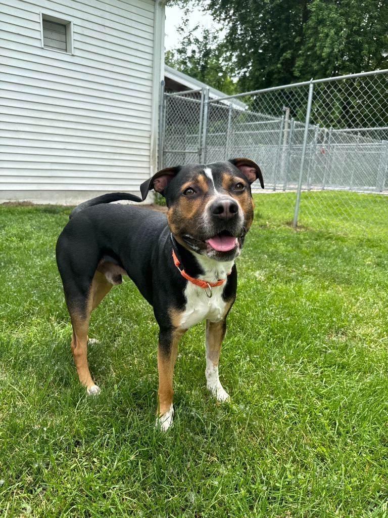 Major, an adoptable Boxer in Muskegon, MI, 49443 | Photo Image 4