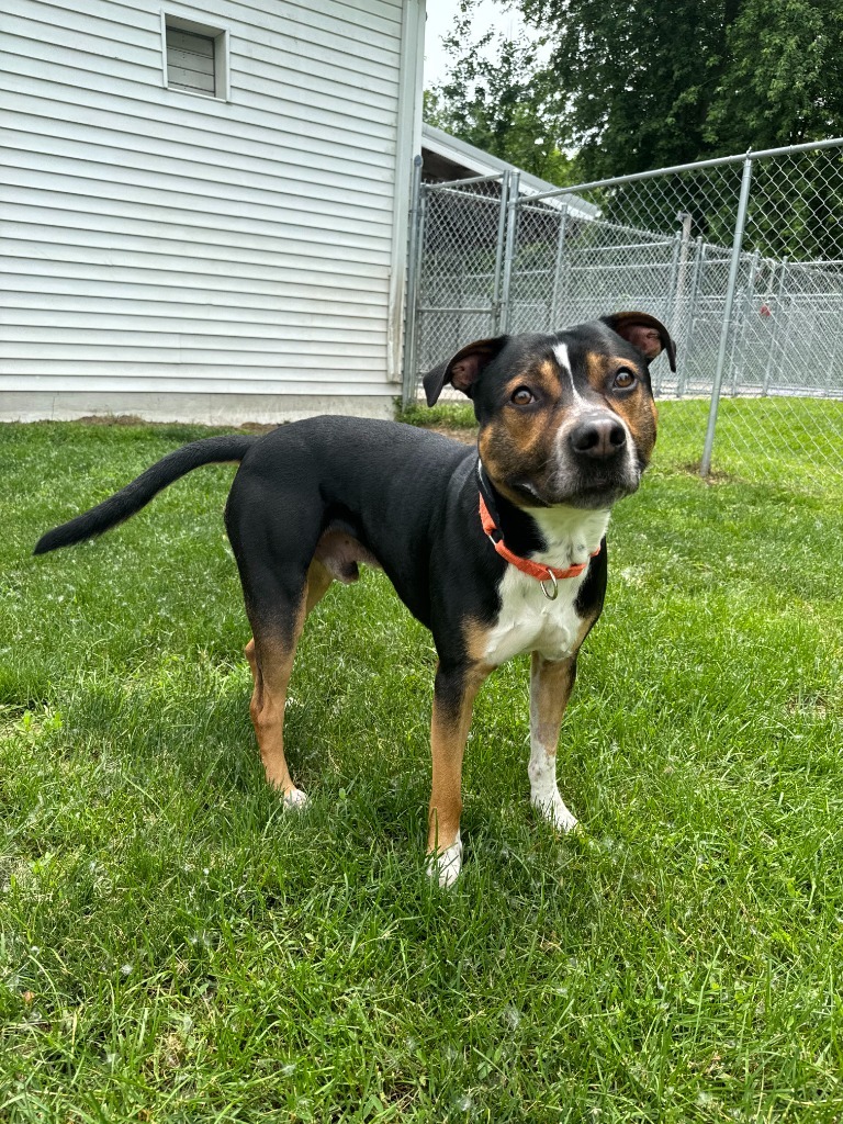 Major, an adoptable Boxer in Muskegon, MI, 49443 | Photo Image 5