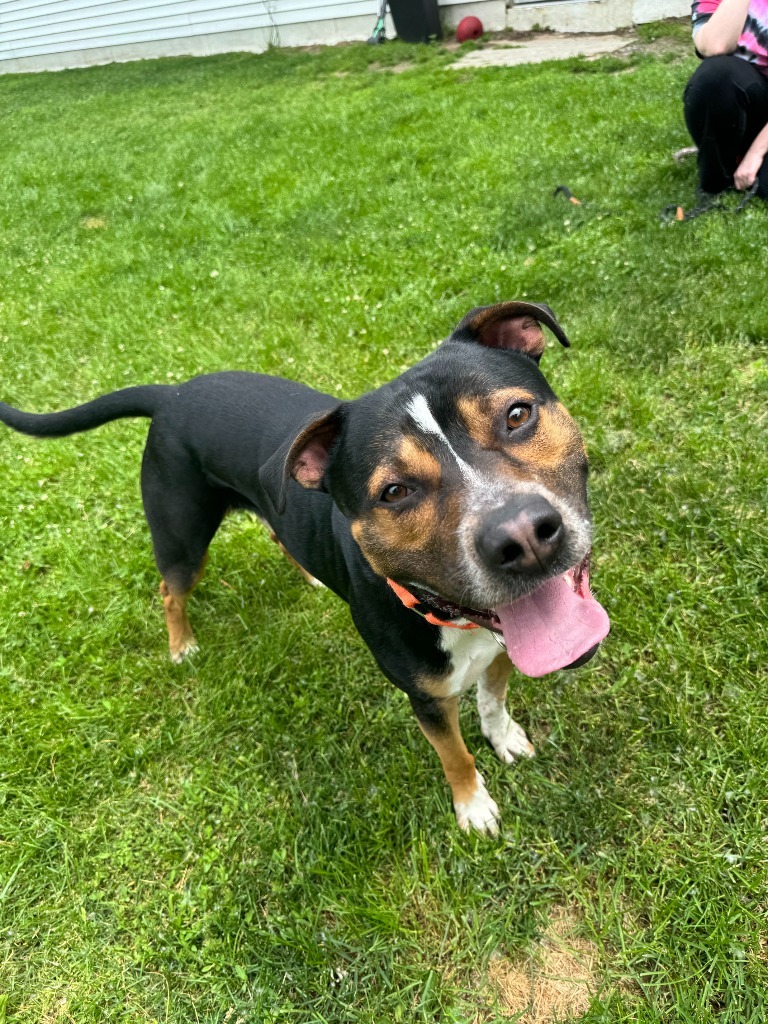 Major, an adoptable Boxer in Muskegon, MI, 49443 | Photo Image 6