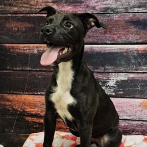 Meet Zorie a young pup brimming with boundless energy and a zest for life This
