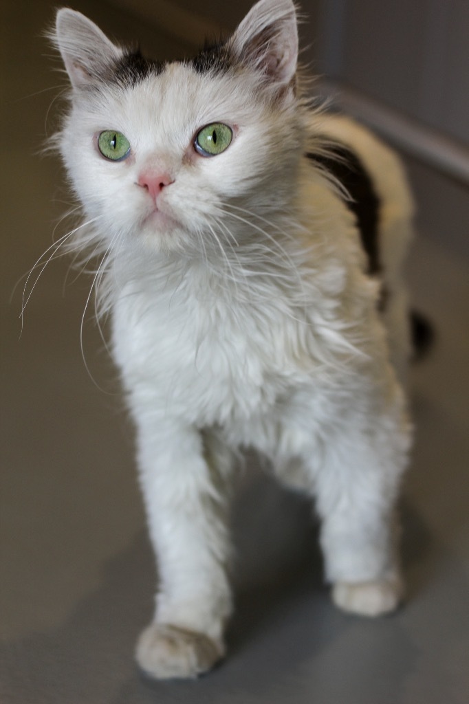 Yoda, an adoptable Domestic Medium Hair in Ashland, WI, 54806 | Photo Image 2