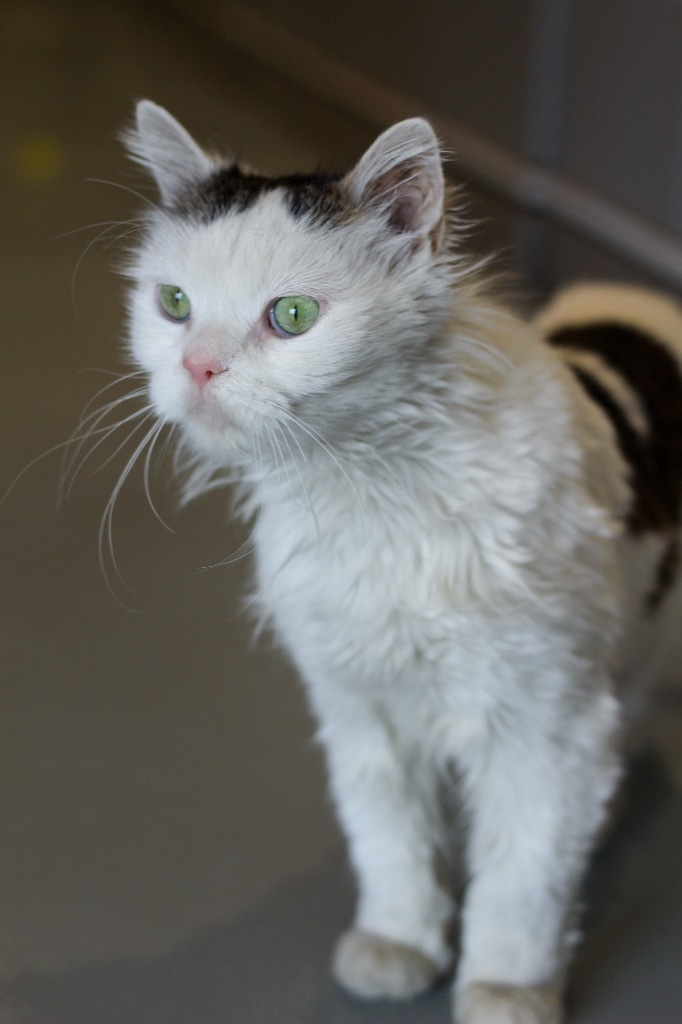 Yoda, an adoptable Domestic Medium Hair in Ashland, WI, 54806 | Photo Image 3