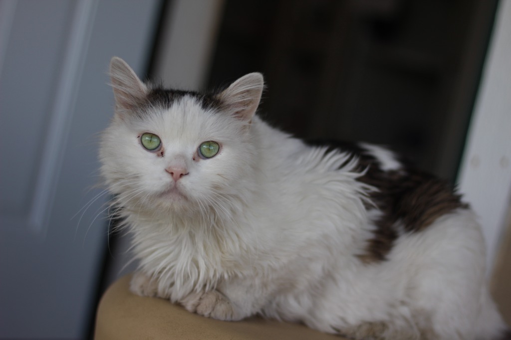 Yoda, an adoptable Domestic Medium Hair in Ashland, WI, 54806 | Photo Image 6